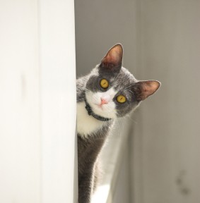 Hypnosis Cat | NLP World
