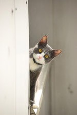Hypnotic cat