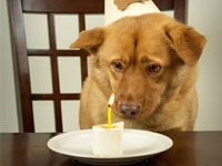 Dog in a hypnotic <a rel="glossary" title="Go to definition" href="http://www.nlpworld.co.uk/glossary/t/<a rel=