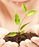 Picture of two hands holding soil with a plant growing | NLP World.