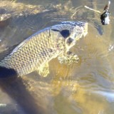 Pic 5 carp river breede