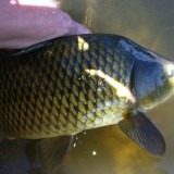 Pic 6 Carp Breede best