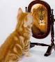 cat seeing lion in mirror