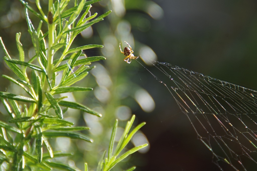 Spider on web