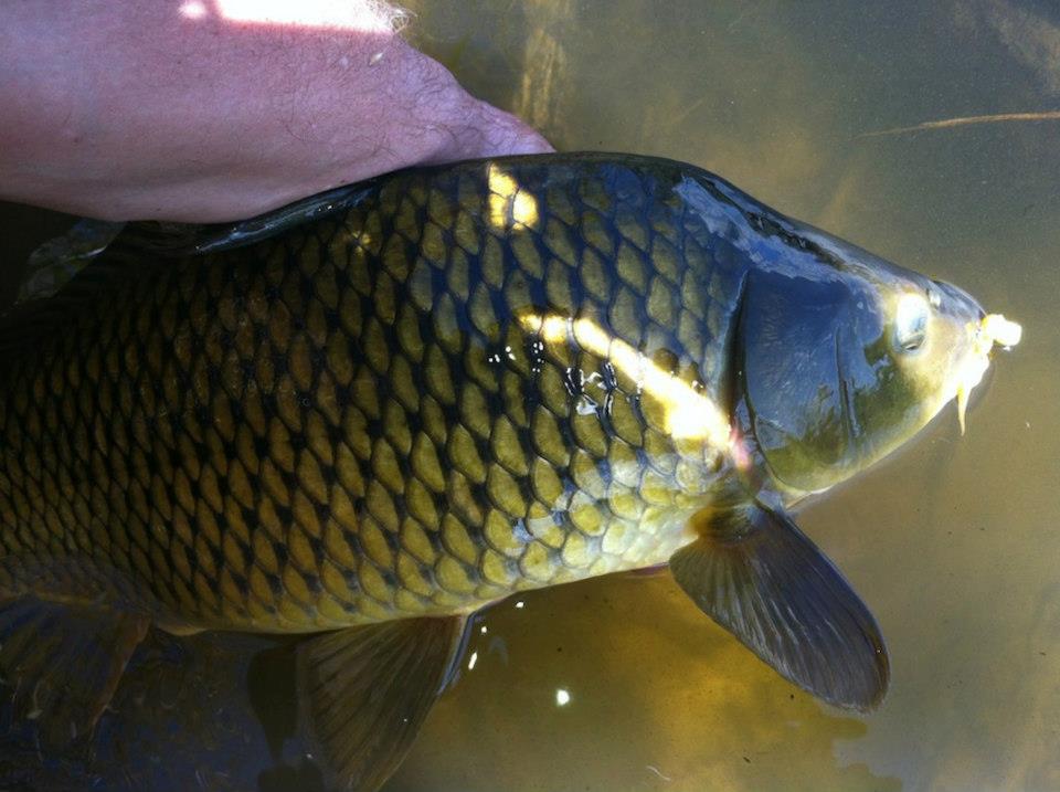 a carp being held