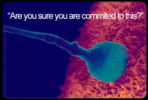 sperm entering egg and commitment 