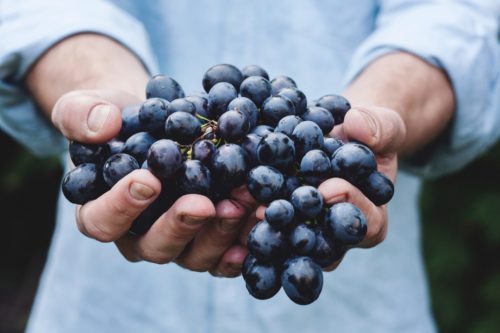 Two hands overflowing with berries